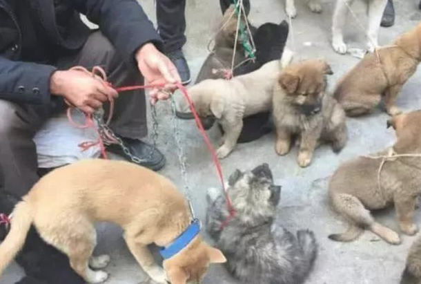 狗狗被卖去狗场,一个姿势吓跑大伙!网民:解恨