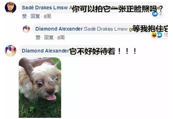 妹子想帮走失的狗狗寻找主人,网友让她拍个狗狗正脸照,结果……
