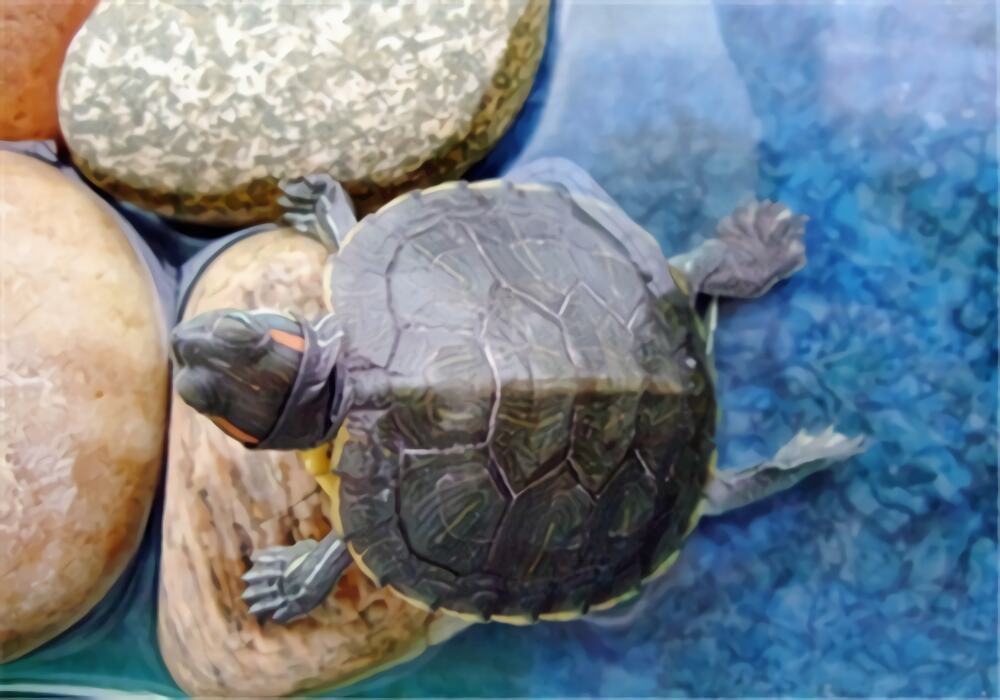 巴西红耳龟身份信息