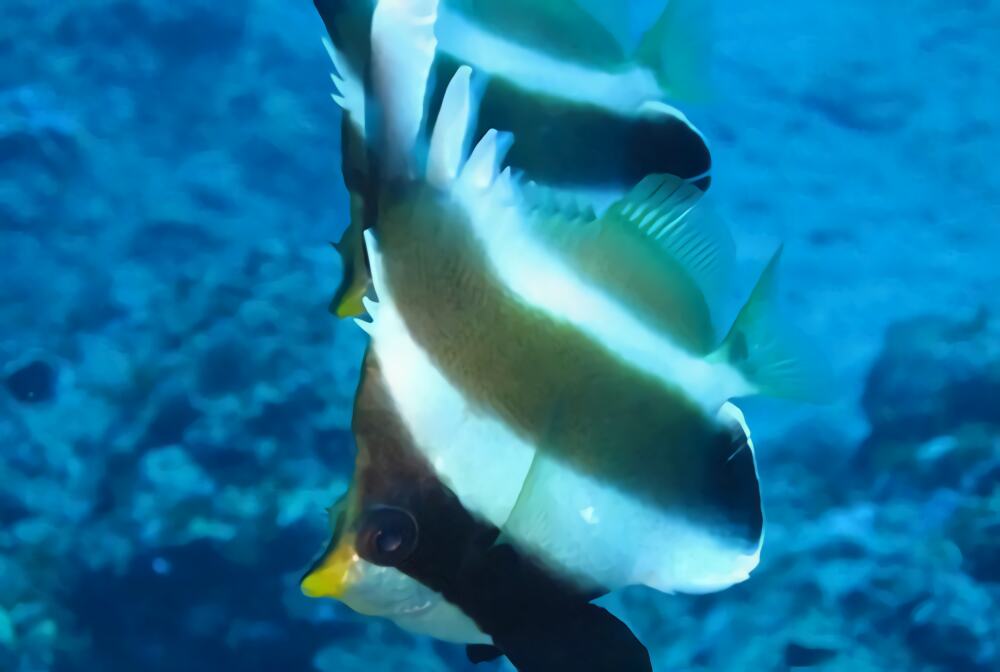 羽毛关刀身份信息