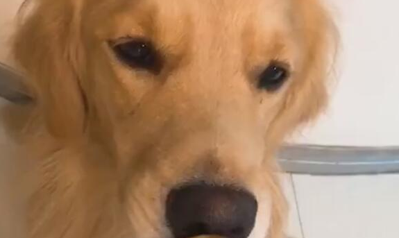狗狗被主人捉弄,苹果到嘴上不能吃,結果狗狗生气了!