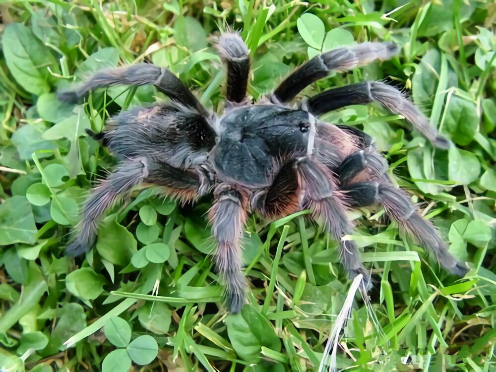 巴西灰烟雾身份信息