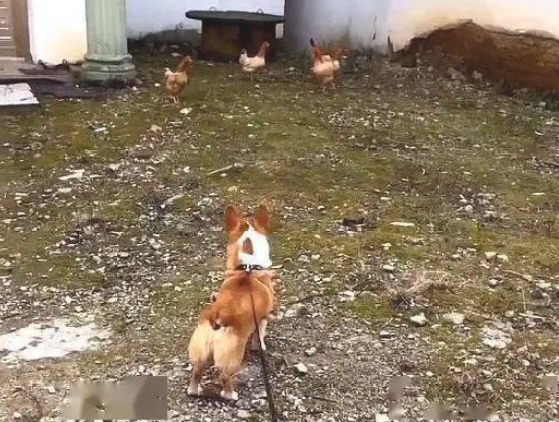 牧牛犬柯基回农村后,被鸡鸭捉弄了