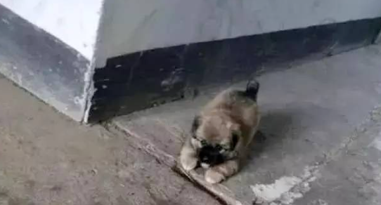 女孩救助流浪田园犬,为了报恩,狗狗每天晚上都会护送她回家!