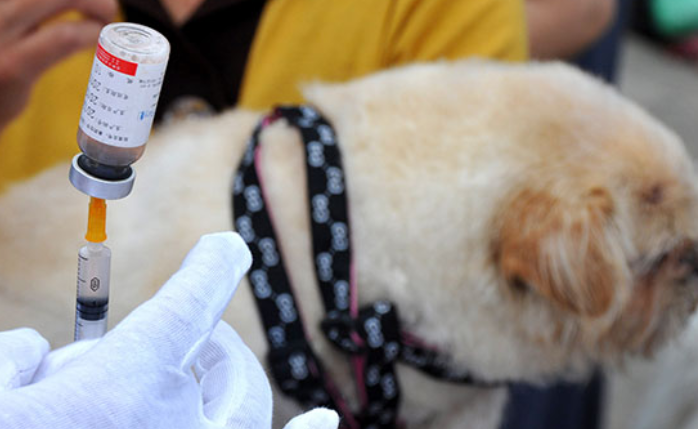 东莞狗伤人事件增多：“家养犬只需打疫苗”规定系非强制性