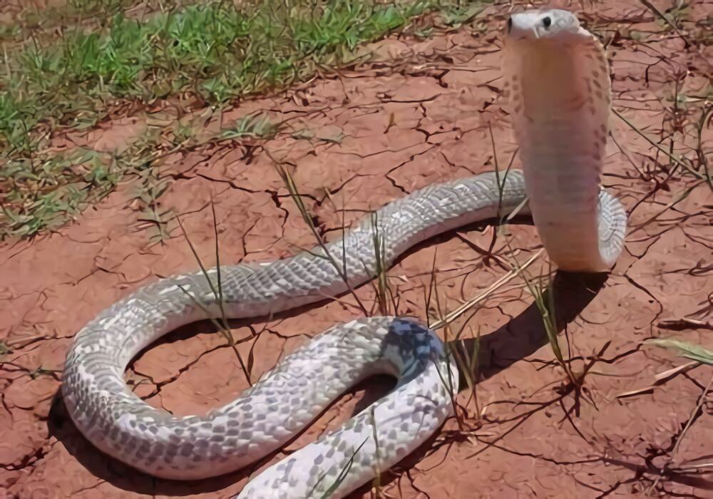 菲律宾眼镜蛇身份信息