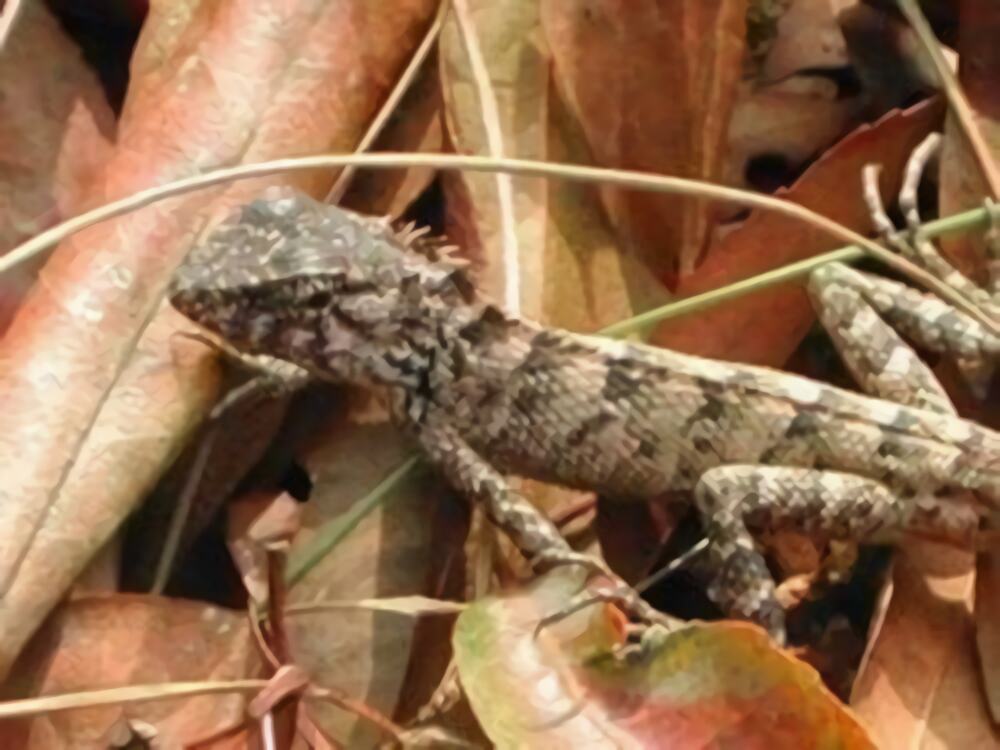 变色树蜥身份信息