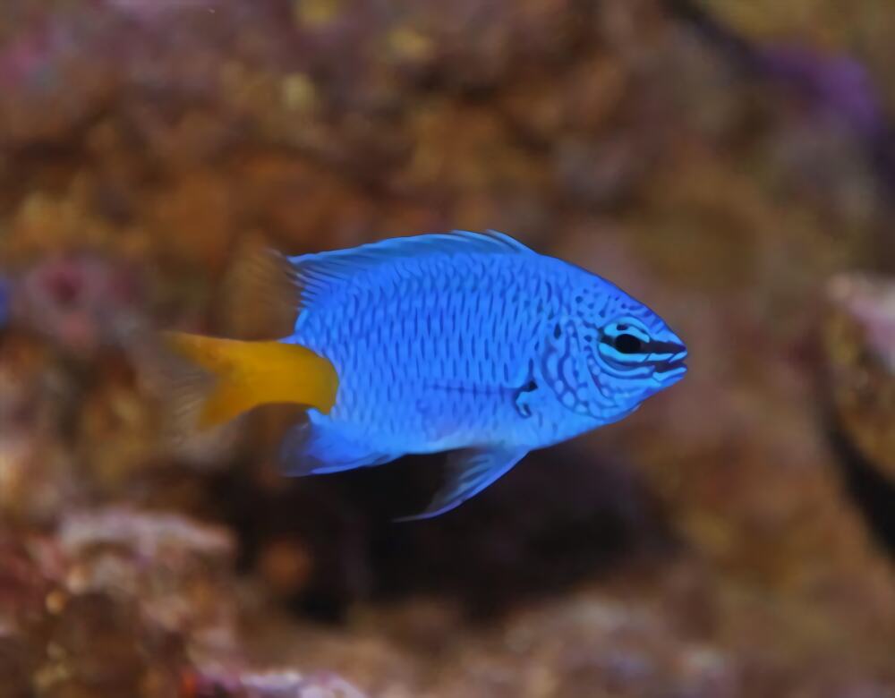 黄尾蓝魔鬼身份信息