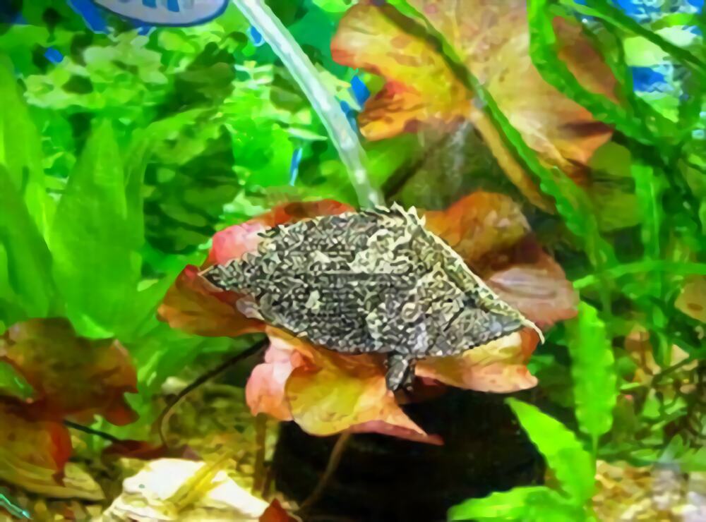 叶形鱼身份信息