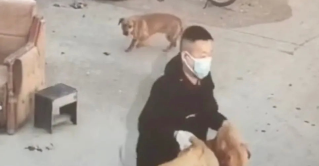 哥俩开套牌车偷狗 三年作案数十起获利数万元