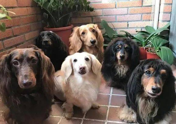 6只腊肠犬用发光的目光注视主人家,嘴巴的样子已出售了他们