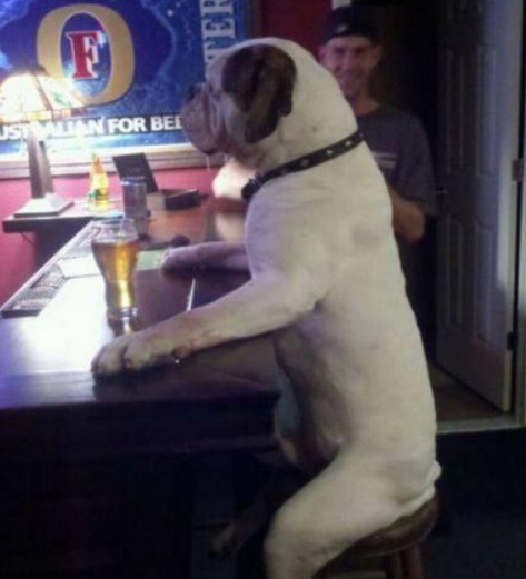 狗狗等宠物啤酒节品尝啤酒萌翻到场群众