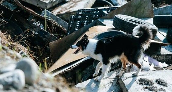 搜救犬瓦砾堆搜救5分钟完成 曾遭弃养收容所