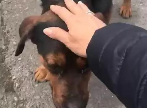 漂泊土狗生产制造后,为回报恩公投喂之情,积极叼着小奶狗送至他眼前