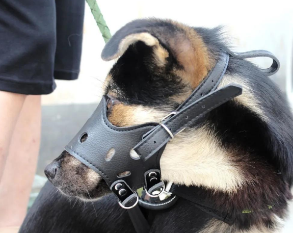 养犬新规实行,不文明养,不仅缺德还违法!