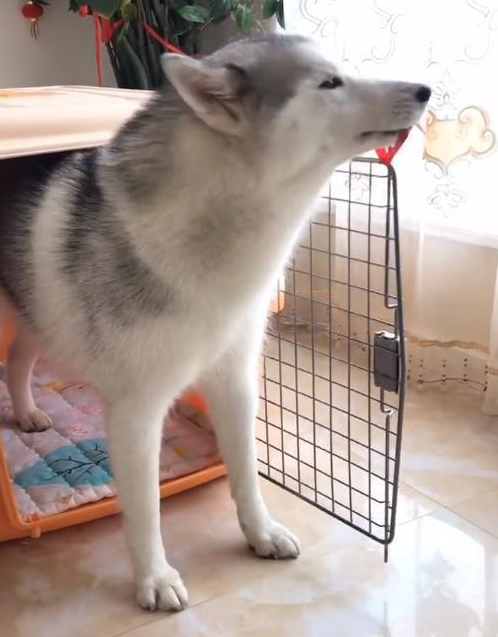 哈士奇已经拆玩具,一听见主人给狗肉馆通电话,立刻发生变化一条狗