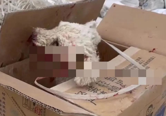 误入学校的小比熊犬,被保安刺穿了喉咙