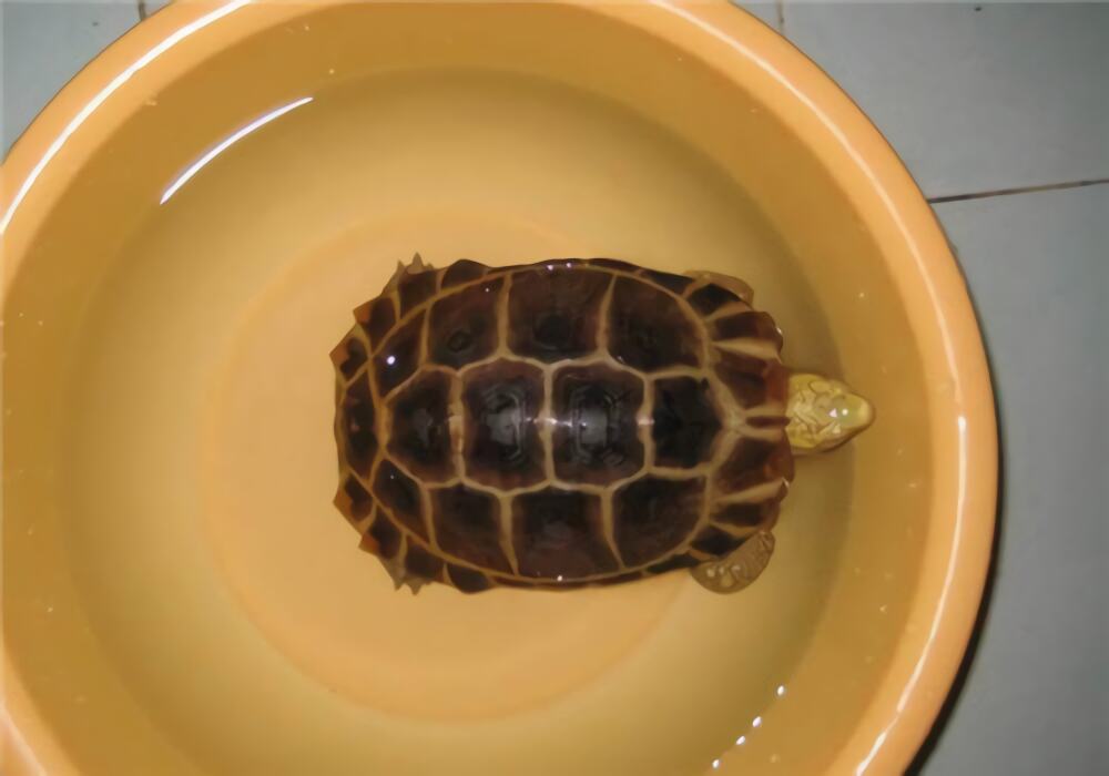 缅甸陆龟身份信息