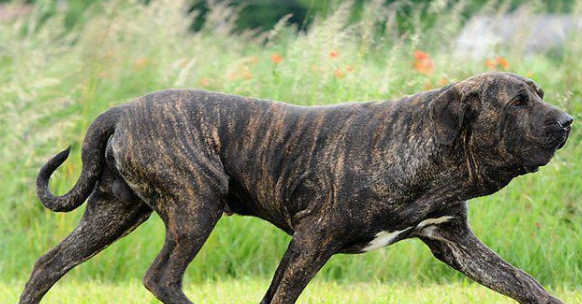 看管监狱的神秘猛犬,人称越狱终结者,以撕裂对方喉管闻名