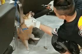 小柴犬被活活拔掉牙齿后,施虐者:我是一个很喜欢狗的人...