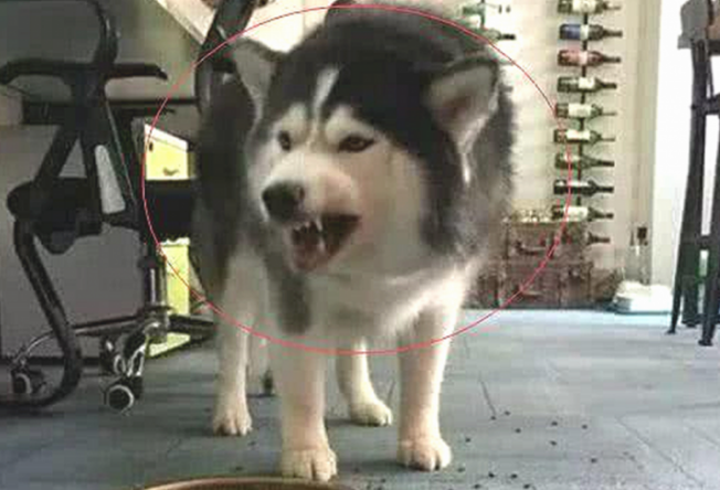 主人踢倒二哈的犬粮,狗狗龇牙大吼,下一秒的行为令人笑喷了
