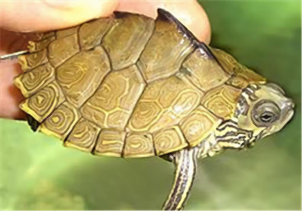 阿拉巴马地图龟身份信息