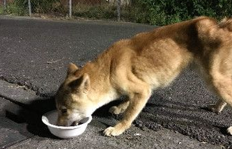 雪花随风飘柴犬在奔跑 柴犬的超夸张掉毛程度