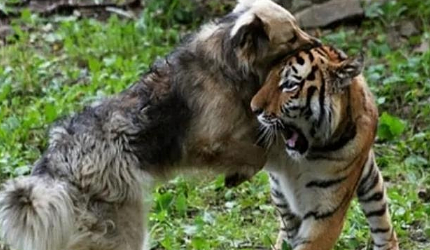 为保持老虎活性,往虎园里丢了1条土狗,隔天再看时结局反转了