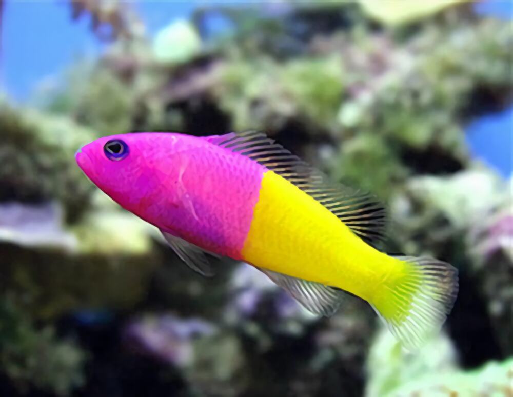 双色草莓鱼身份信息