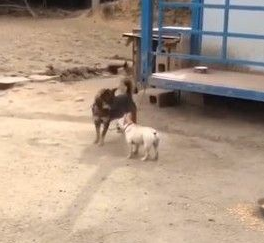 小屁孩法斗看见鸡疯狂追 遇到保镖狼犬立马呆住