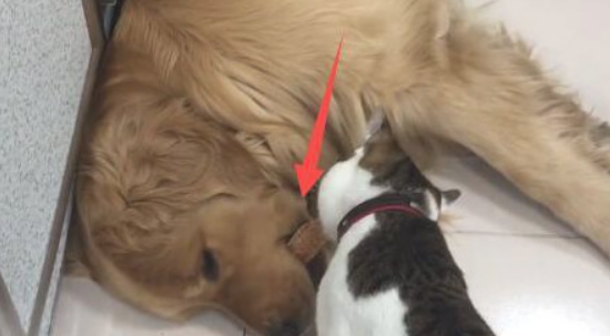 猫咪要想盗走金毛口中的食材,却把它吵醒了,狗狗赶快把食材吞进去