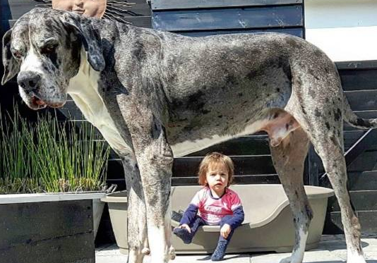 大丹犬主动担任宝宝的“保姆”,时刻贴心陪伴左右