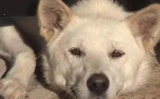 流浪狗坚持不懈“无耻”,每日要从门框中混脸熟,只以便要他人收留
