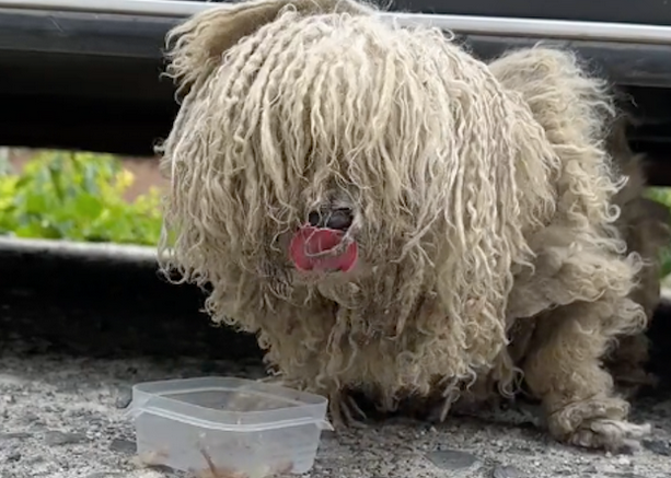 流浪狗差点咬伤女生,被救助后它竟表达歉意,要求被抚摸
