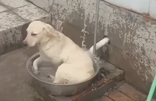 刚加水洗床单,狗狗抢先一步,在水中摇摆,像无比儿时的你