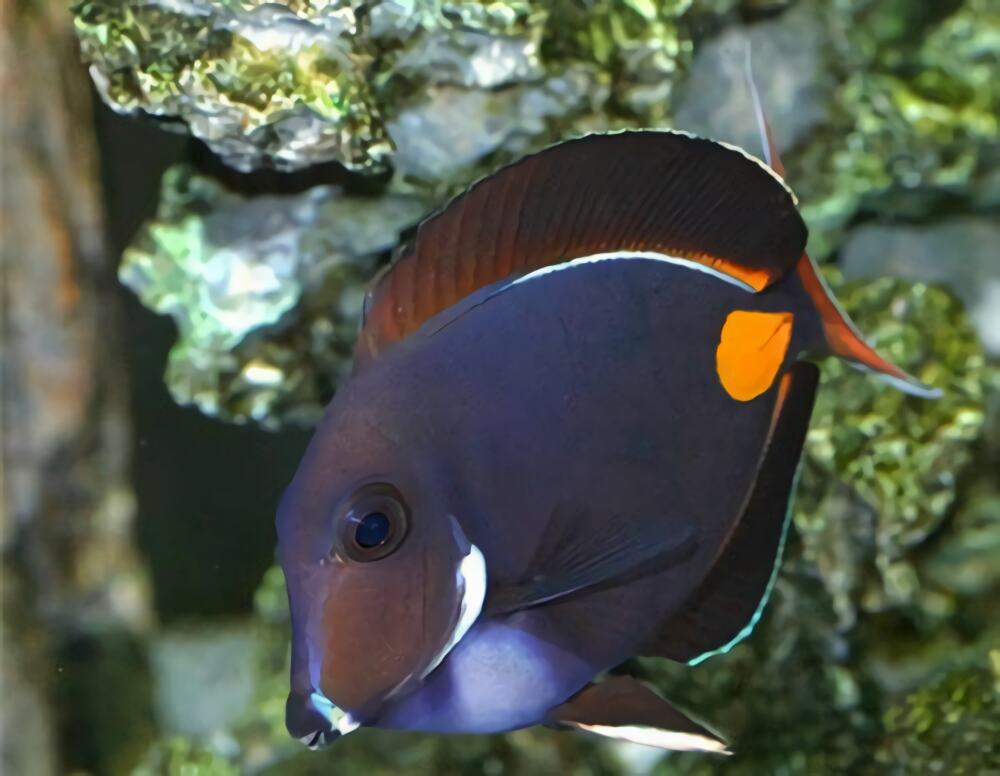 橙棘吊身份信息