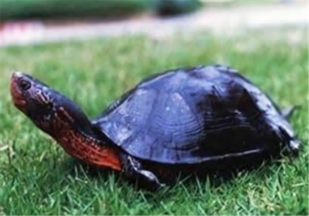 黑颈乌龟身份信息