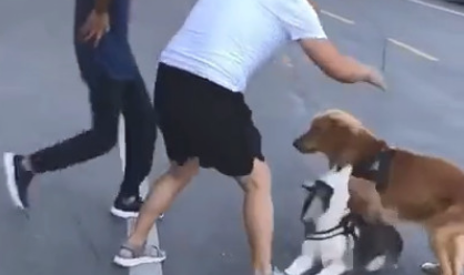 搭话金毛狗狗被暴揍怂货二哈的反映令人笑喷网民:吓得差点儿当场去世