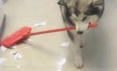 阿拉斯加犬撕家后被猫奴处罚清洁卫生,一脸憋屈又迫不得已从,网民:长记性了吧