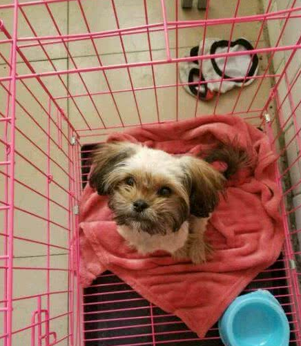 在我家门前扒们的流浪狗一身恶臭却可怜兮兮看不出是什么品种