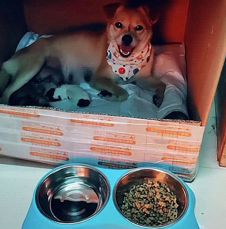 流浪狗一直在追逐电动车,女孩以为它是求收养