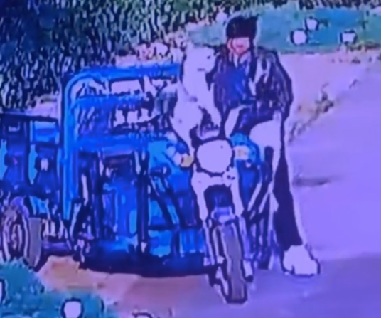 男子将柴犬骗走,压在脚下7分钟致死