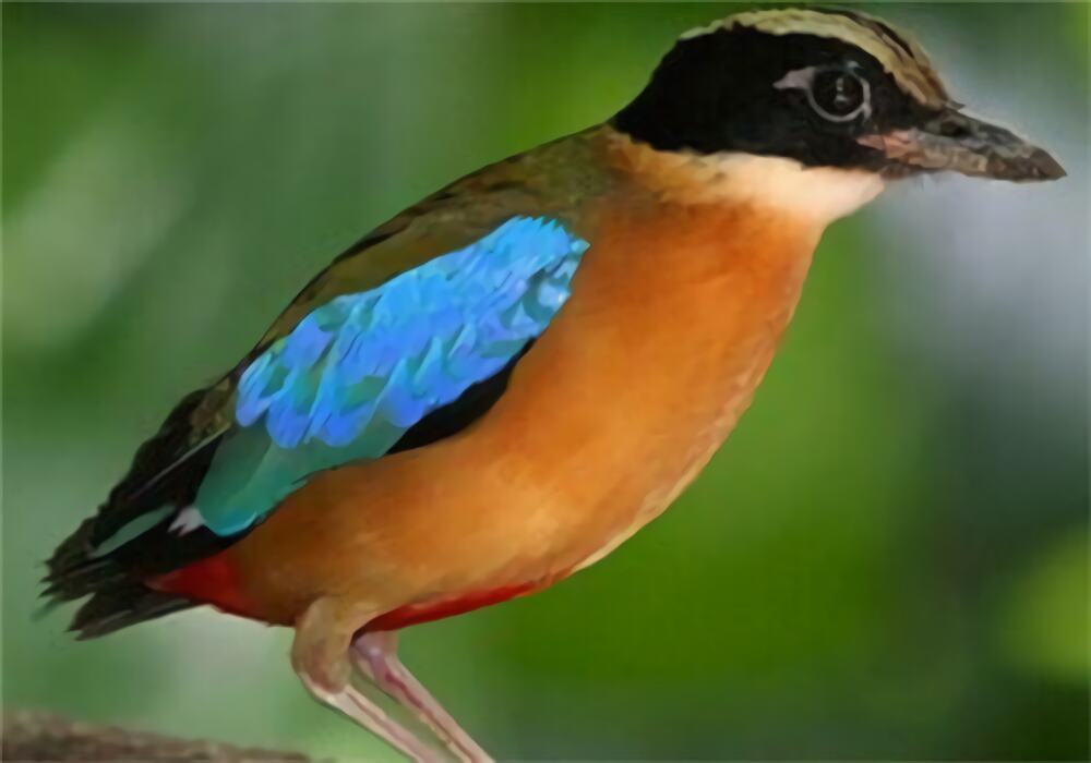 蓝翅八色鸫身份信息