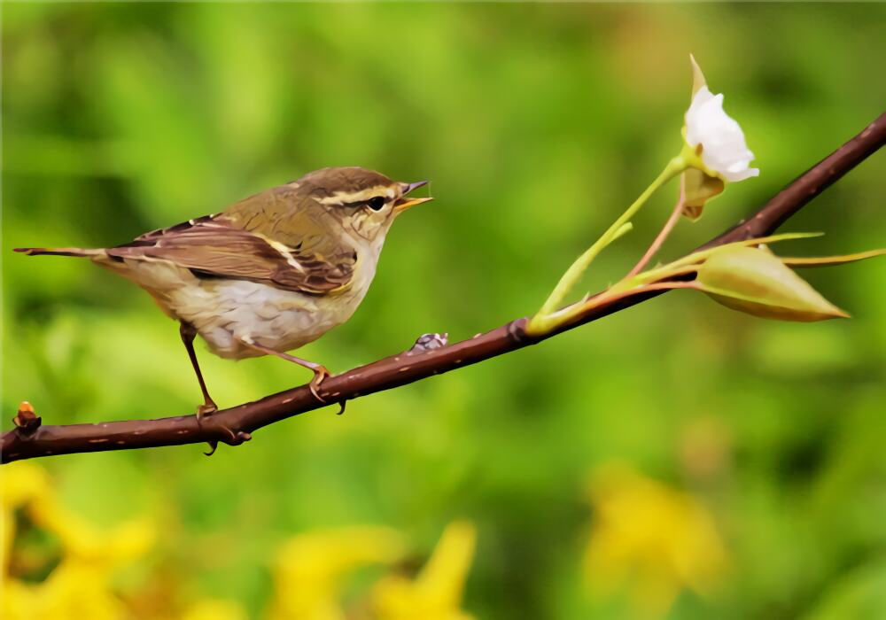 黄眉柳莺身份信息