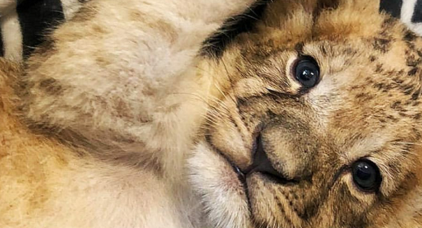 德国牧羊犬成为两只小狮子的“妈妈”