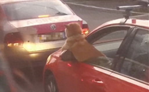 前方堵车了,狗狗探出身子,这是把司机给急成狗了吗