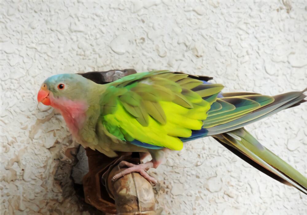 公主鹦鹉身份信息