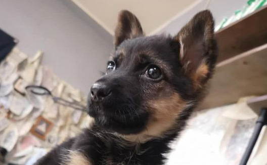 德牧从当时的幼狗长大了，它也不懂事了，乃至敢跟网民较劲儿