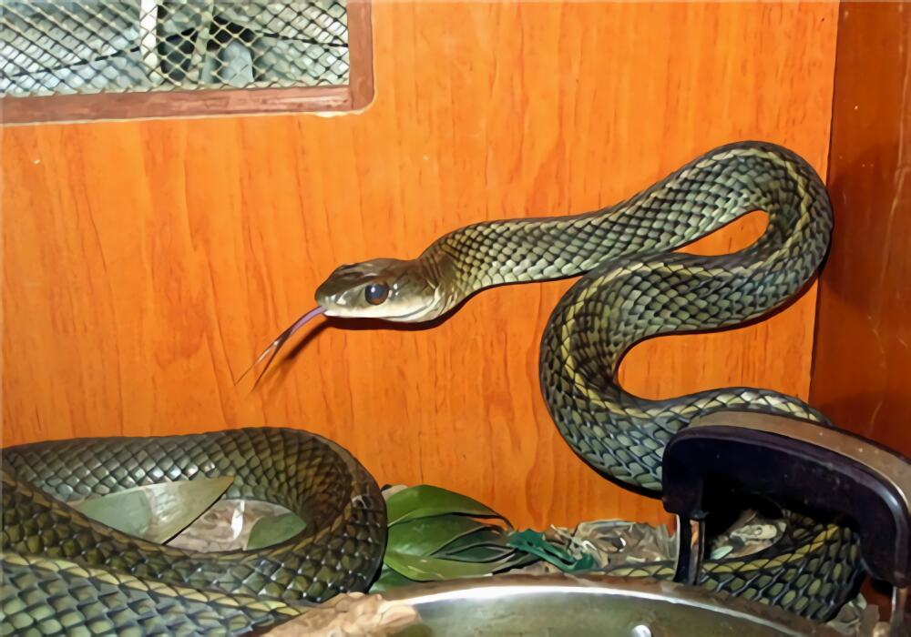 乌梢蛇身份信息