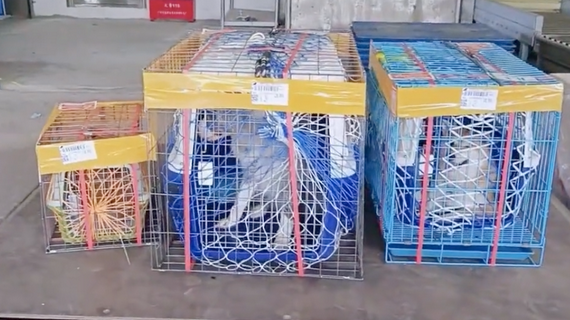 宠物店老板带37只猫狗跨省搬家,花费4万,大爱啊!